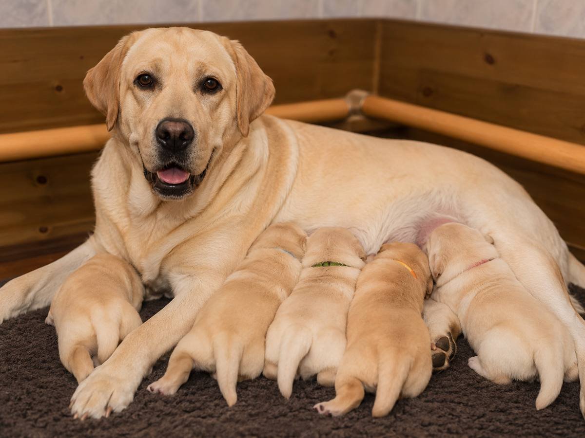 Camada Labrador