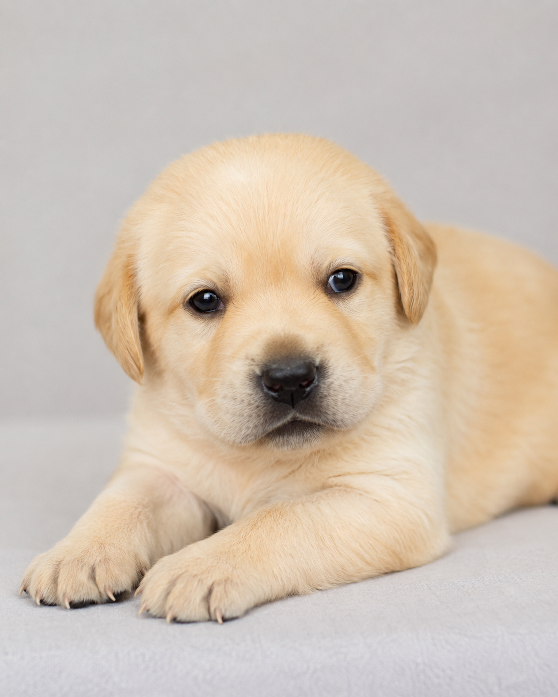 Cachorro Amarillo