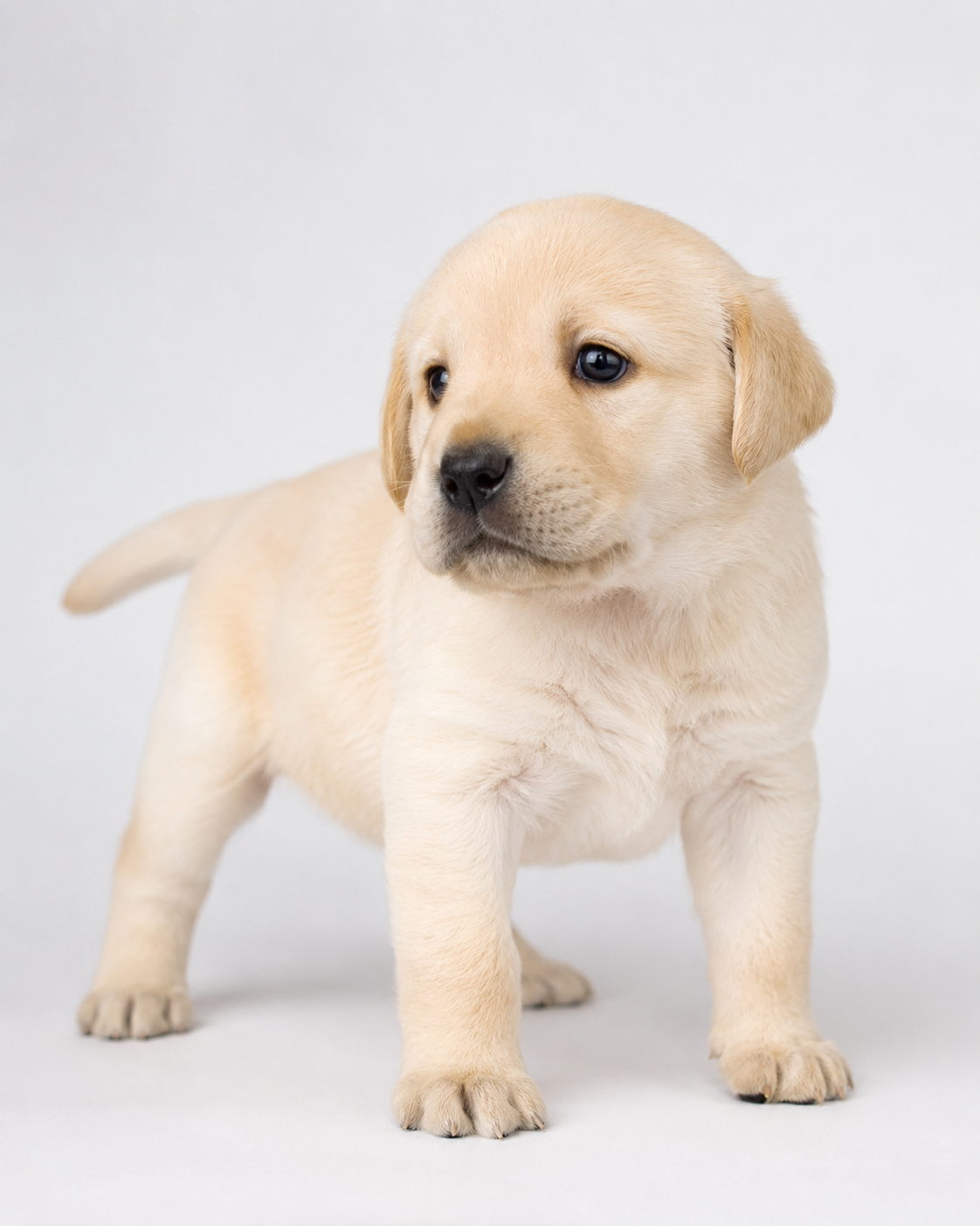 Cachorro Amarillo